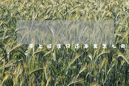 不上征信只还本金怎么处理 不上征信只还本金怎么处理