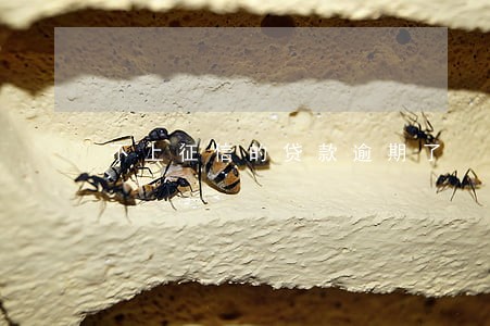 不上征信的贷款逾期了 不上征信的贷款逾期了
