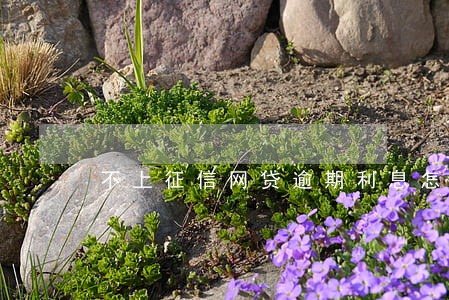 不上征信网贷逾期利息怎么算 不上征信网贷逾期利息怎么算