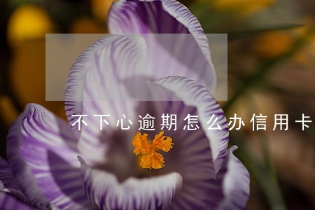不下心逾期怎么办信用卡