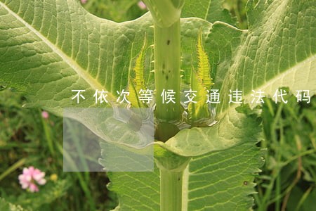 不依次等候交通违法代码 不依次等候交通违法代码
