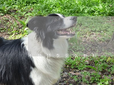 不公聂李强张扣扣 不公聂李强张扣扣