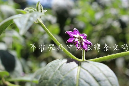 不准强拆中央法律条文吗