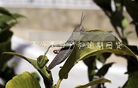 不分黑白户和逾期网贷 不分黑白户和逾期网贷