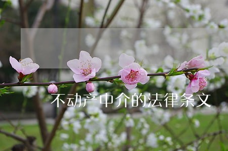 不动产中介的法律条文 不动产中介的法律条文