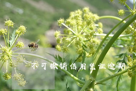 不可撤销信用凭证逾期 不可撤销信用凭证逾期