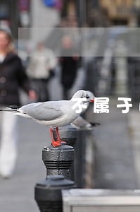 不属于民法调整的对象 不属于民法调整的对象