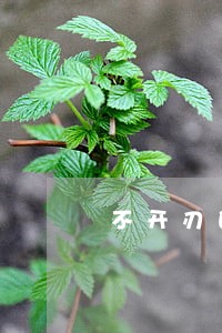 不开刃的刀违法吗 不开刃的刀违法吗