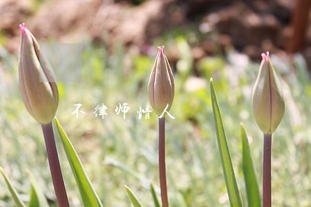 不律师情人