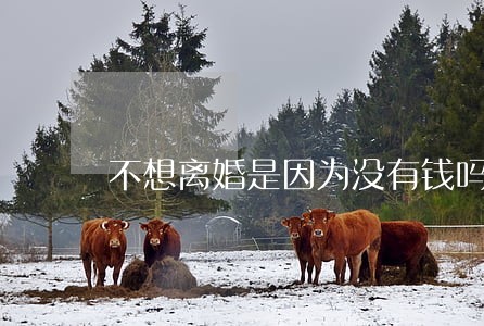 不想离婚是因为没有钱吗 不想离婚是因为没有钱吗