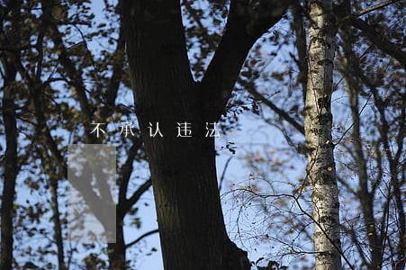 不承认违法 不承认违法