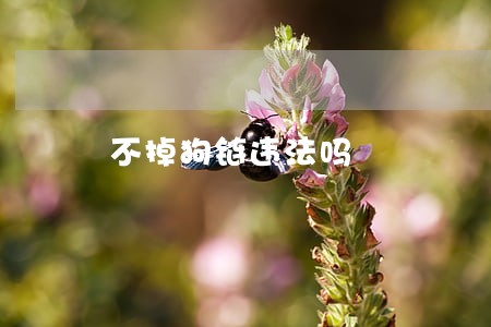 不掉狗链违法吗 不掉狗链违法吗
