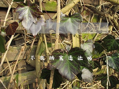 不放档案违法吗