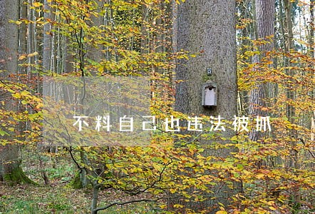 不料自己也违法被抓 不料自己也违法被抓