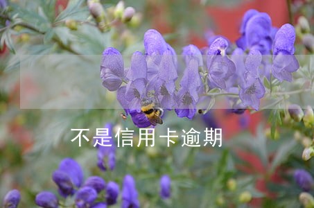 不是信用卡逾期