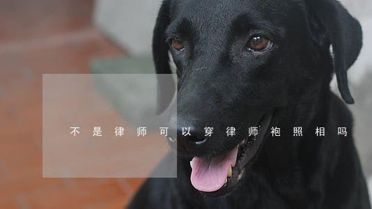 不是律师可以穿律师袍照相吗 不是律师可以穿律师袍照相吗