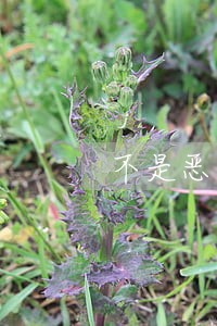 不是恶意逾期信用卡 不是恶意逾期信用卡