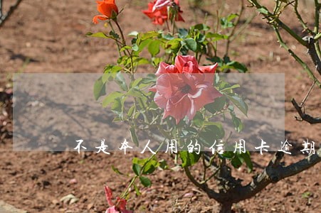 不是本人用的信用卡逾期会坐牢吗 不是本人用的信用卡逾期会坐牢吗