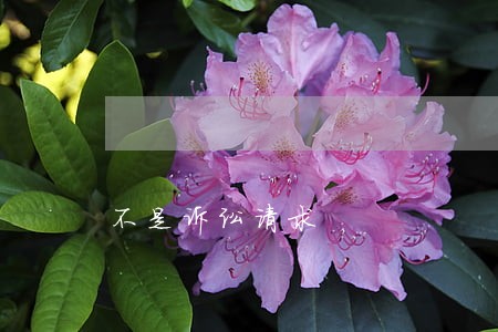 不是诉讼请求 不是诉讼请求