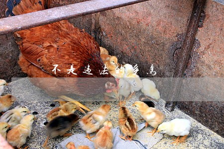不是违法的多鸟