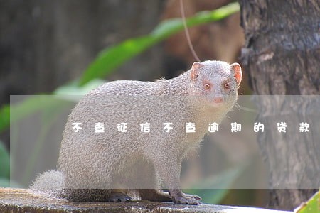 不查征信不查逾期的贷款平台 不查征信不查逾期的贷款平台