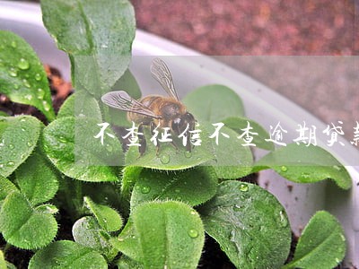 不查征信不查逾期贷款 不查征信不查逾期贷款