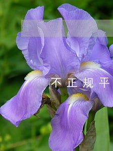 不正规平台贷款逾期可以上门 不正规平台贷款逾期可以上门