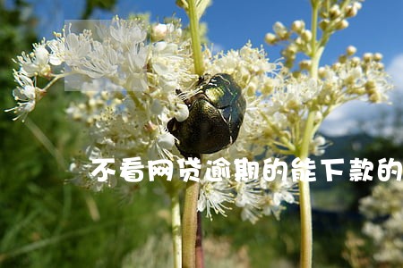 不看网贷逾期的能下款的口子 不看网贷逾期的能下款的口子