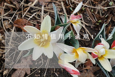 不知情信用卡逾期10多次