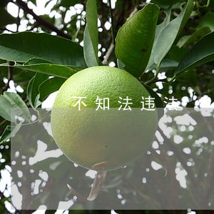 不知法违法 不知法违法