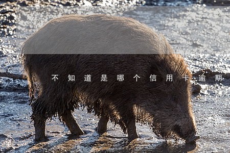 不知道是哪个信用卡逾期的