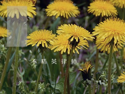 不精英律师 不精英律师
