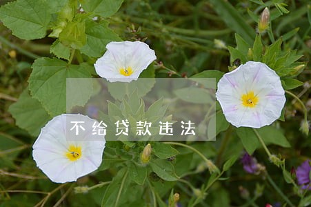 不给贷款违法 不给贷款违法