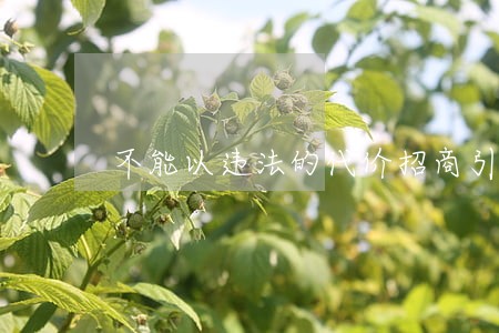 不能以违法的代价招商引资 不能以违法的代价招商引资