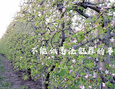 不能做违法犯罪的事