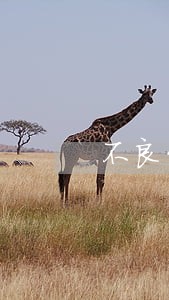 不良贷款包括逾期贷款吗 不良贷款包括逾期贷款吗