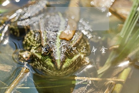 不良贷款只还本金 不良贷款只还本金