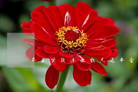 不良贷款清收能只还本金吗 不良贷款清收能只还本金吗
