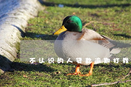 不认识的人贷款逾期打我电话 不认识的人贷款逾期打我电话