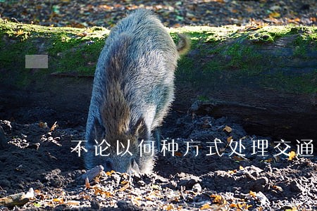 不论以何种方式处理交通违法 不论以何种方式处理交通违法