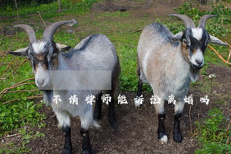 不请律师能诉讼离婚吗 不请律师能诉讼离婚吗