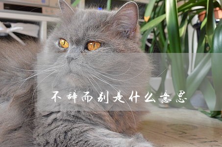 不辞而别是什么意思 不辞而别是什么意思