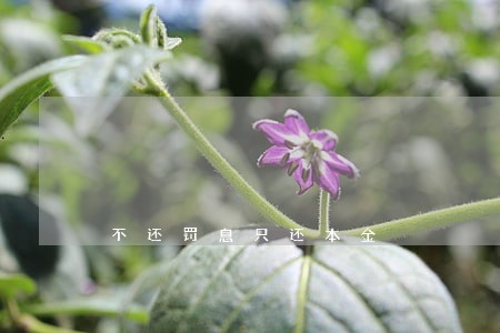 不还罚息只还本金 不还罚息只还本金