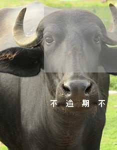 不逾期不上征信的贷款 不逾期不上征信的贷款