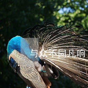 与众不同凡响 与众不同凡响