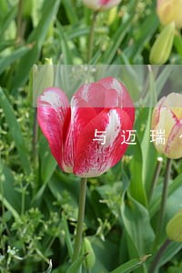 与迈瑞公司的诉讼