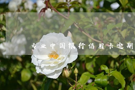 专业中国银行信用卡逾期处理