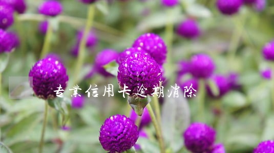 专业信用卡逾期消除 专业信用卡逾期消除
