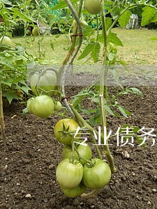 专业债务偿还律师推荐 专业债务偿还律师推荐