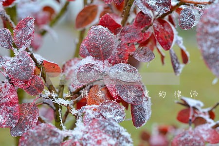 专业债务纠纷案的律师 专业债务纠纷案的律师
